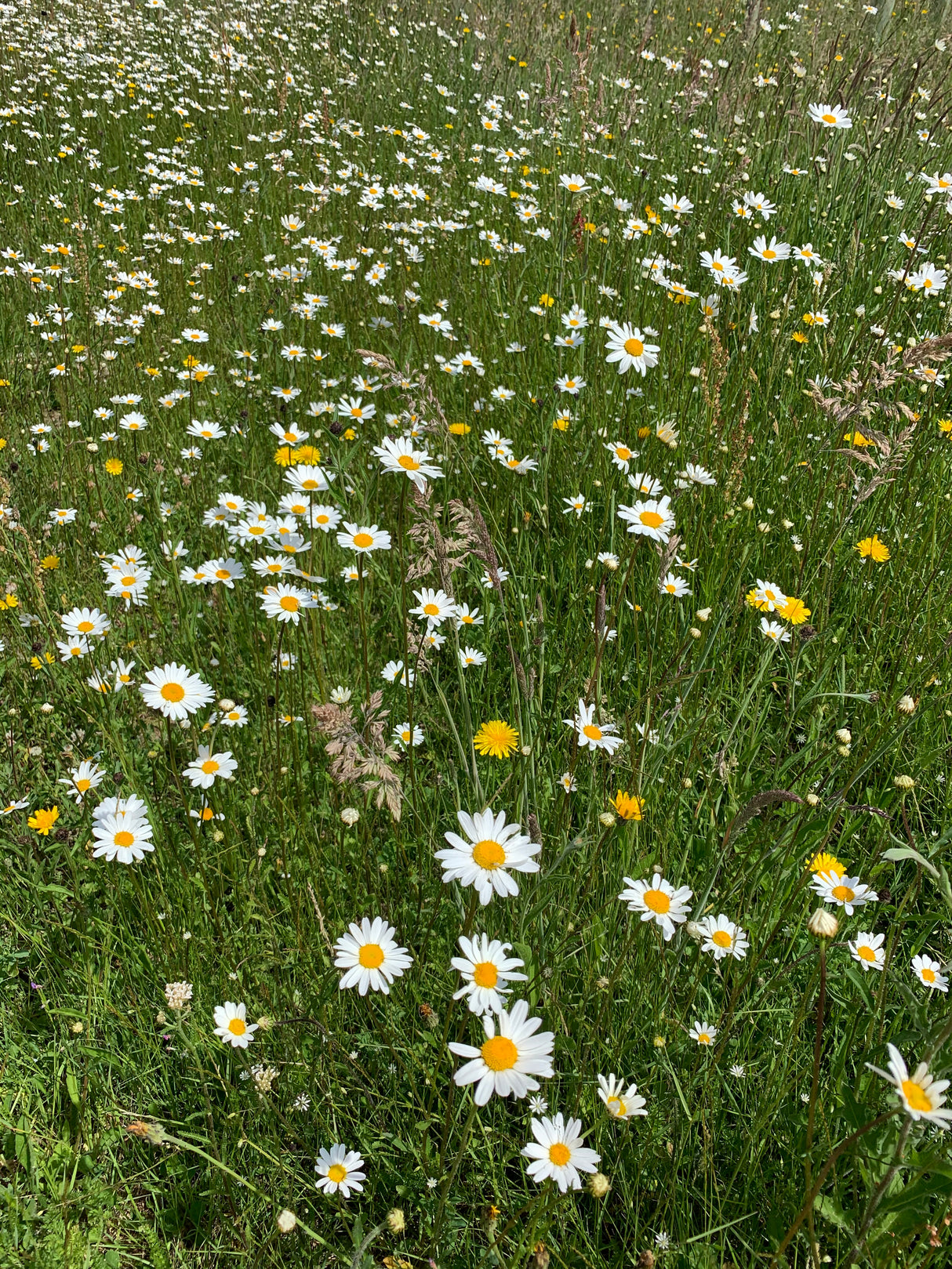 Basic 12 Wildflower Mix - John Chambers Wildflower Seed