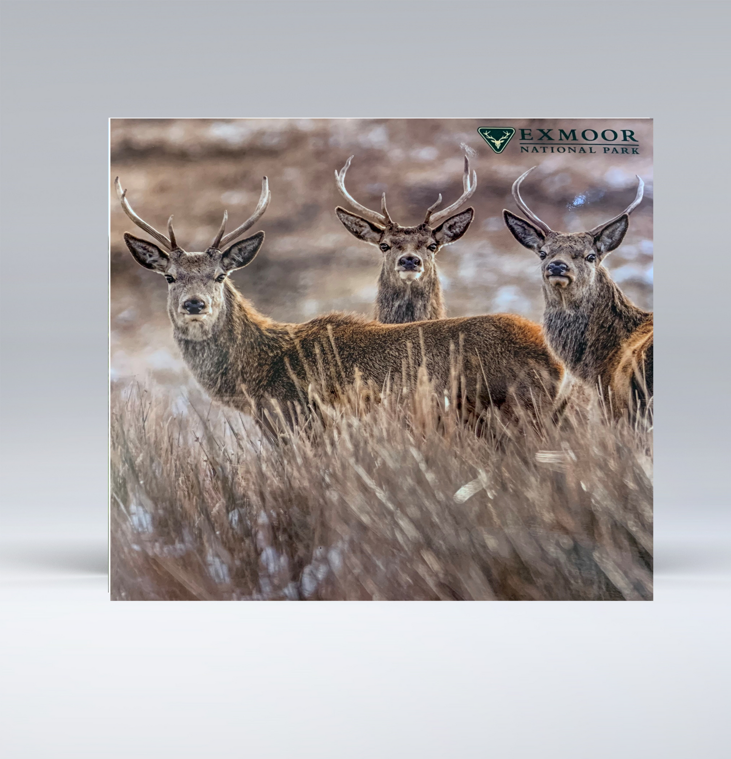 Exmoor Notecards - set of 8 (2 x 4 designs)