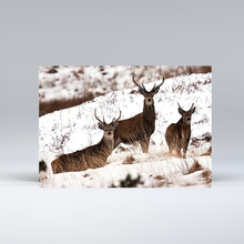 Load image into Gallery viewer, Exmoor Animals in the snow - Set of 15 Christmas Cards 5 cards of each design
