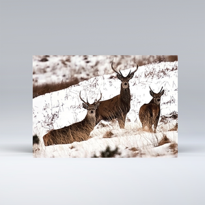 Exmoor Animals in the snow - Set of 15 Christmas Cards 5 cards of each design