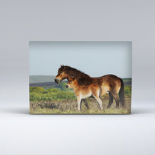 Load image into Gallery viewer, Exmoor Postcard showing Exmoor Pony and Foal
