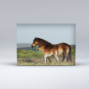 Exmoor Postcard showing Exmoor Pony and Foal