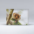 Exmoor Postcard showing Dormouse