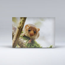 Load image into Gallery viewer, Exmoor Postcard showing Dormouse
