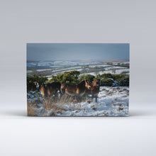 Load image into Gallery viewer, A herd of Exmoor Ponies on Winsford Hill, Exmoor
