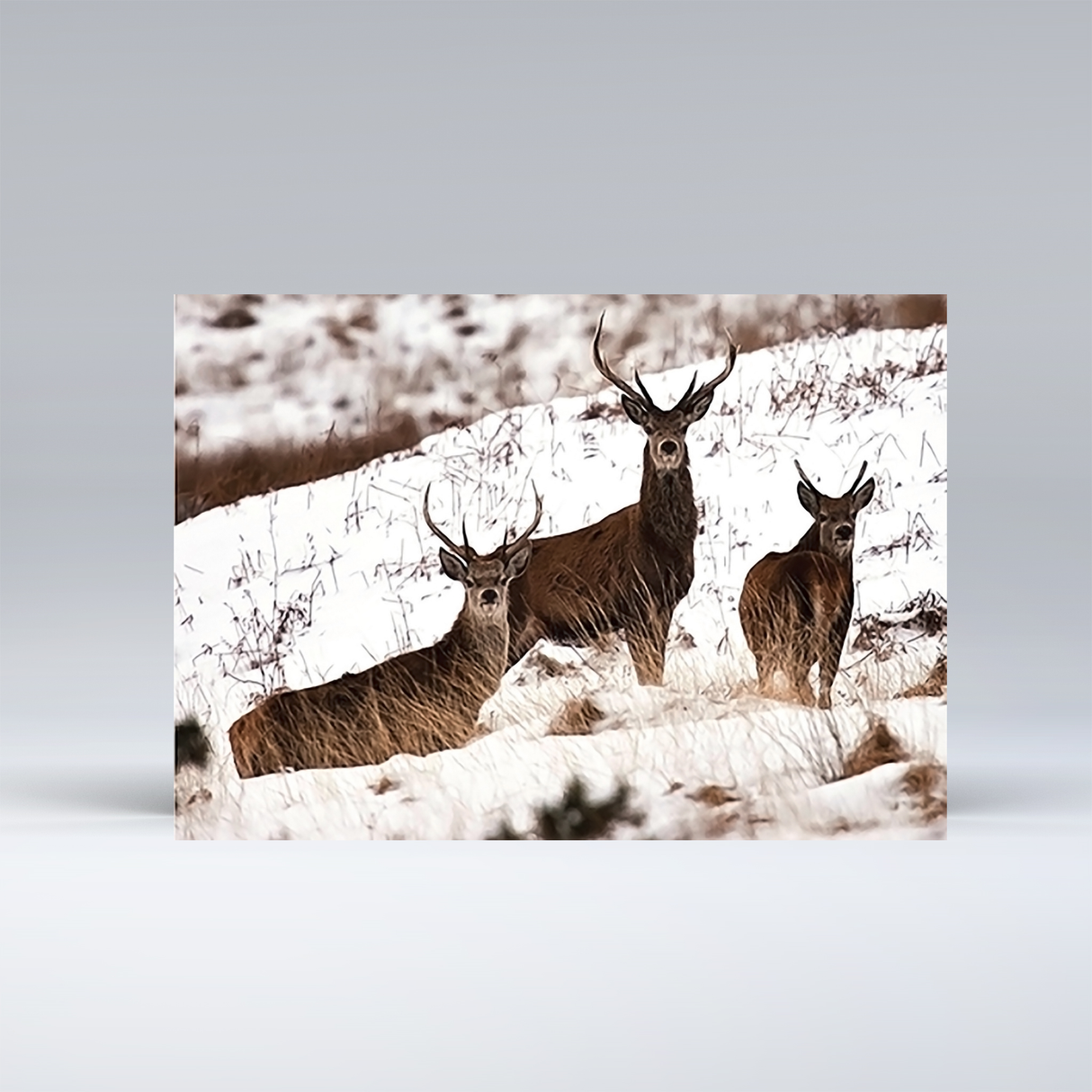 New! - Boxed set of 6 Exmoor Christmas cards