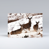 New! - Boxed set of 6 Exmoor Christmas cards