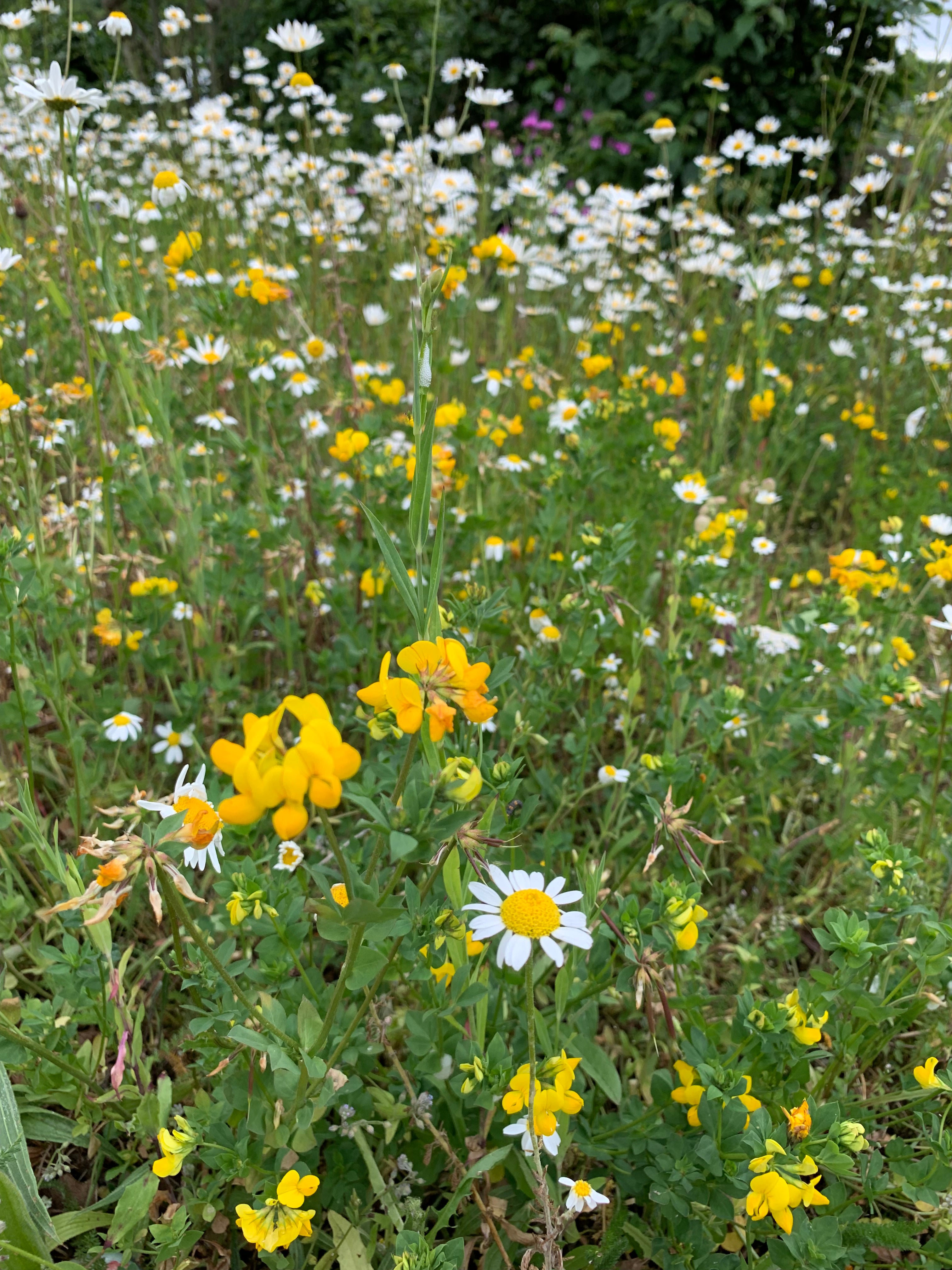 Basic 20 Wildflower Mix - John Chambers Wildflower Seed – Exmoor