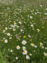 Load image into Gallery viewer, Basic 12 Wildflower Mix - John Chambers Wildflower Seed
