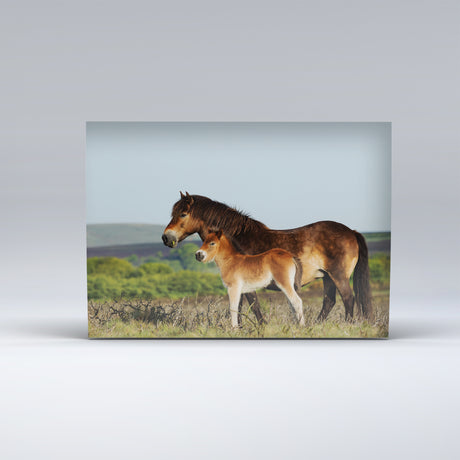 Exmoor Postcard showing Exmoor Pony and Foal