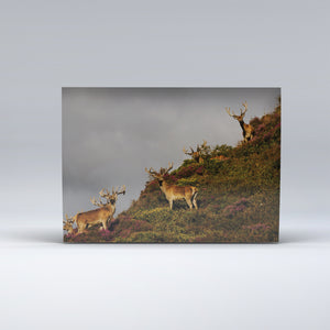 Exmoor Postcard showing Red Deer Stags