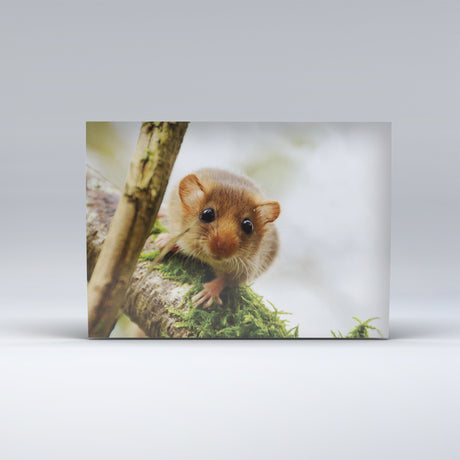 Exmoor Postcard showing Dormouse