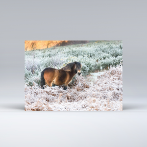 Exmoor Animals in the snow - Set of 15 Christmas Cards 5 cards of each design