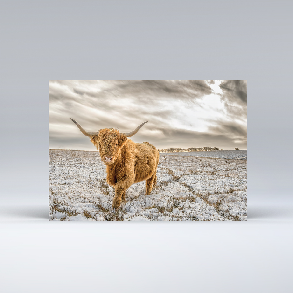 Exmoor Animals in the snow - Set of 15 Christmas Cards 5 cards of each design