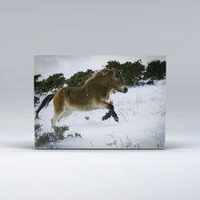 Load image into Gallery viewer, A young Exmoor Pony playing in the snow near Winsford
