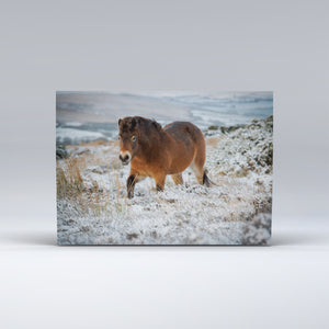 Exmoor pony in the snow