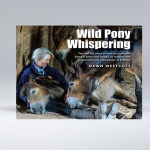 Wild Pony Whispering - Dawn Westcott